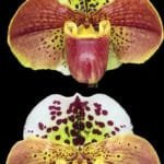 Paph. Starship (Blockbuster 'Big News' x Spotglen 'Doodlebug') (3.5" pot)