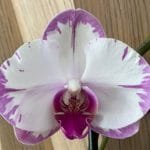 Phalaenopsis Hinamtsuri Rainbow Star (4.5" pot)