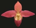 Phrag. Grouville 4N (5" pot)