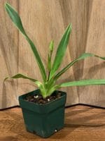 Phrag. Grouville 4N (5" pot) - Image 3