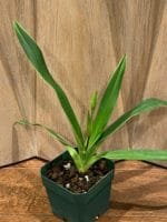 Phrag. Grouville 4N (5" pot) - Image 4