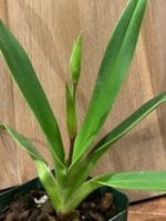 Phrag. Grouville 4N (5" pot) - Image 5