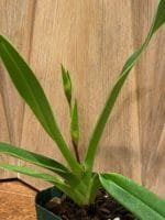 Phrag. Grouville 4N (5" pot) - Image 6