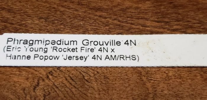 Phrag. Grouville 4N (5" pot) - Image 7