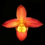 Phragmipedium Magdalene Rose (4" pot)