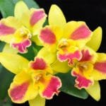 Pot. Burana Beauty 'Burana' (3.5" pot)
