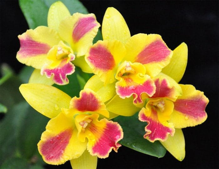 Pot. Burana Beauty 'Burana' (3.5" pot) - Image 1