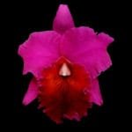 Rlc. Memoria Yoshi Tsubaki 'Supreme' (2" pot)