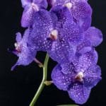Vanda Gloria Blue (2" pot)