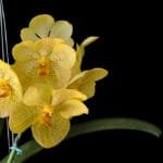 Vanda Kriangkrai -Yellow Wu 1834 (2" pot)