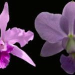 C. Lobata var. coerulea 'Paulo Hoppe' x C. walkeriana var. coerulea 'Blue Moon'