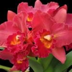 Cattleya Rlc. Volcano Red Sunset (4.5" pot)