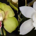 Cymbidium Terrapin Flyer #2 x Portuguese Passion 'Tudor Snow' (3.5" pot)