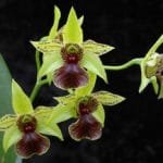 Dendrobium Little Green Apples (Green Elf x Convolutum) (4" pot)