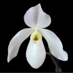 Paph. Joseito x delenatii v. alba ‘Germany’  (3.5” pot)