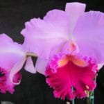 Lc. Irene Finney x C. Mossiae 4" pot