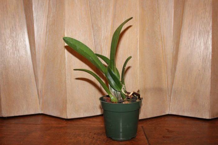 Lc. Irene Finney x C. Mossiae 4" pot - Image 3