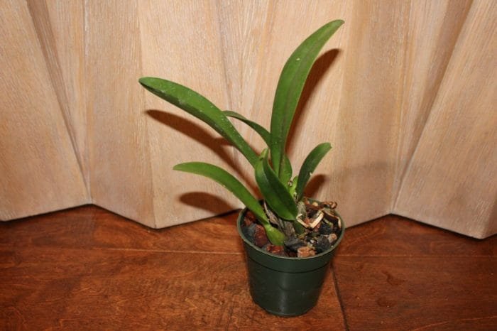 Lc. Irene Finney x C. Mossiae 4" pot - Image 4
