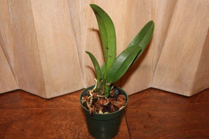Lc. Irene Finney x C. Mossiae 4" pot - Image 5