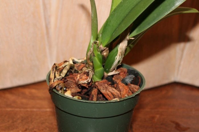 Lc. Irene Finney x C. Mossiae 4" pot - Image 6