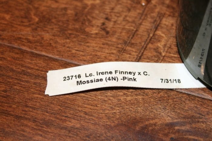 Lc. Irene Finney x C. Mossiae 4" pot - Image 7