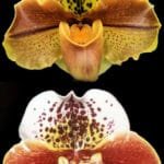 Paph. Desert Rain x Thunder Bay (AM/AOS) (3.5" pot)