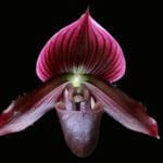 Paph. Hung Shen Bay x Choui-Ti Apple Web  (2" pot)