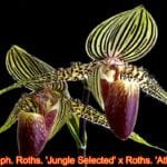 Paph (roths. 'Jungle Selected' x roths. 'Atlantis') x Johanna Burkhardi (3" pot)