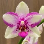 Phalaenopsis Fragrant Jia Ho Summer Love (4" pot)