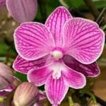 Phalaenopsis Novelty Pink Purple Stripes Big Lip (3.5" pot)