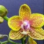 Phalaenopsis Twilight Angel (3.5" pot)