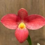 Phrag. Acker's Trinket (Phrag. Hanne Popow × Phrag. Waunakee Sunset)(5" pot) #3