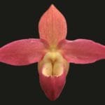 Phrag. Grouville 4N (Multi Growths, 5" pot)