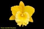 Rlc. Corinne Akatsuka 'VQ" Concolor Yellow (2" pot)