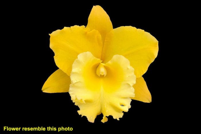 Rlc. Corinne Akatsuka 'VQ" Concolor Yellow (2" pot) - Image 1