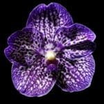 Vanda (Dr. Anek x Gordon Dillon) (4" pot)