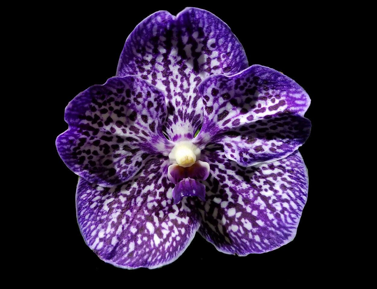 Vanda Rhynchostylis Everything Orchids