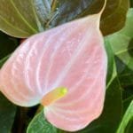 Anthurium Mini Pink Double Flower in 4" pot Imported from Holland