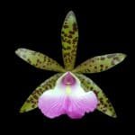 Bc. Hippodamia (4" pot)