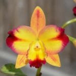 Blc. Love Sound x Slc. Angel's Fantasy 3" pot