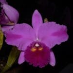 Cattleya Brian Wheeler 'Grandson' (4" pot)