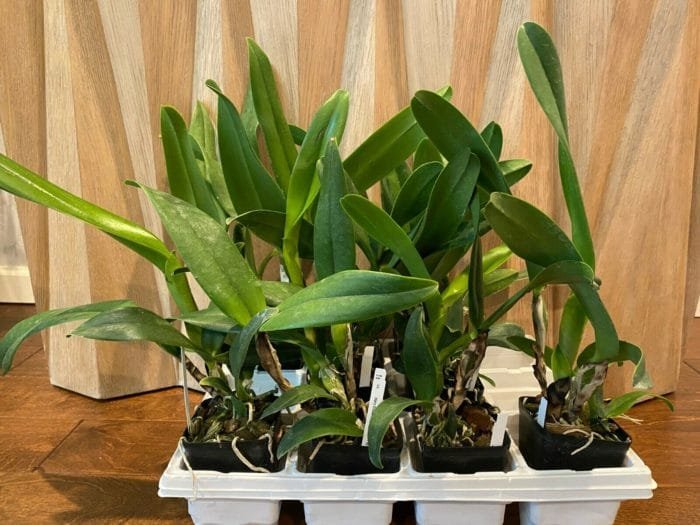 Cattleya Lc. Mary Elizabeth Bohn 'Royal Flare (4.5" pot) - Image 3