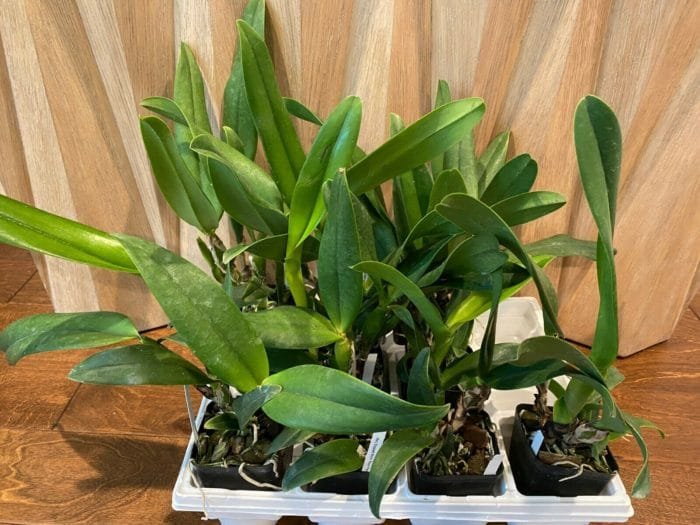 Cattleya Lc. Mary Elizabeth Bohn 'Royal Flare (4.5" pot) - Image 4