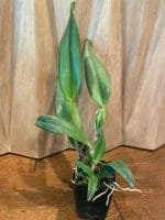 Cattleya Lc. Mary Elizabeth Bohn 'Royal Flare (4.5" pot) - Image 5