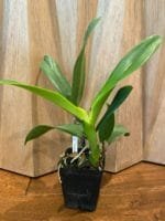 Cattleya Lc. Mary Elizabeth Bohn 'Royal Flare (4.5" pot) - Image 6
