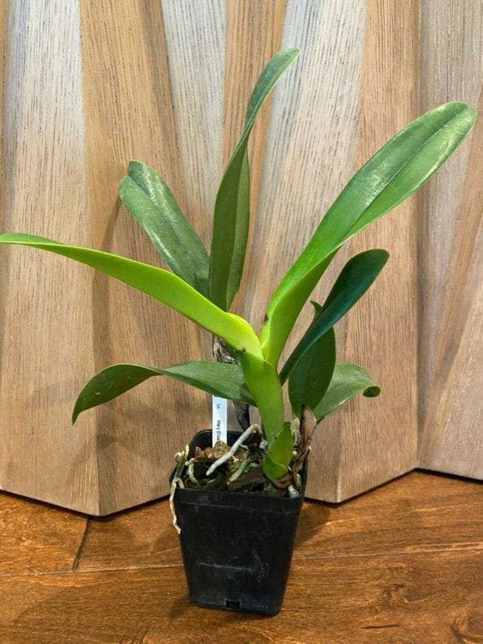 Cattleya Lc. Mary Elizabeth Bohn 'Royal Flare (4.5" pot) - Image 6