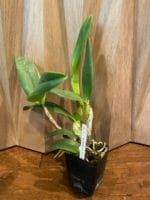 Cattleya Lc. Mary Elizabeth Bohn 'Royal Flare (4.5" pot) - Image 7