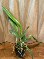 Cattleya Lc. Mary Elizabeth Bohn 'Royal Flare (4.5" pot) - Image 8