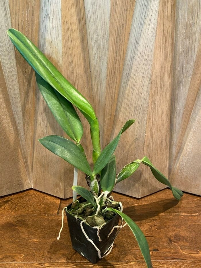Cattleya Lc. Mary Elizabeth Bohn 'Royal Flare (4.5" pot) - Image 8