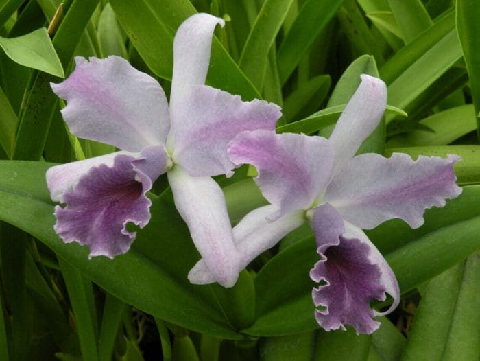 Cattleya Lc. Mary Elizabeth Bohn 'Royal Flare (4.5" pot) - Image 1